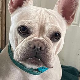 Macy - French Bulldog