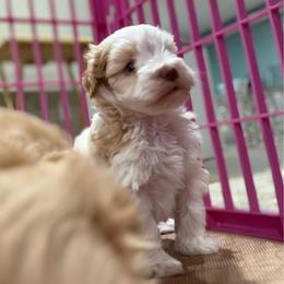 Red parti male - Parti male Miniature Schnauzer puppy in Forest, Virginia from Prestige Kennel LLC