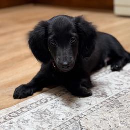 Red Boy - Black male Dachshund puppy in Alba, Texas from Kelbe’s Dachshunds