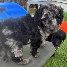 Cookie - Blue merle female Bernedoodle puppy in Mc Gaheysville, Virginia from Doting Doodles