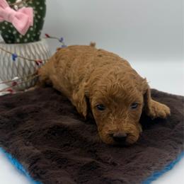 Sedona - Red female Cavapoo puppy in Central, Arizona from Desert Valley Doodles