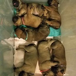 Bullmastiff Puppies from Faulkner Bullmastiffs
