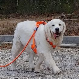 SOPHIA - Golden Retriever