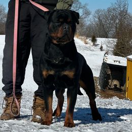 Ryker - Rottweiler