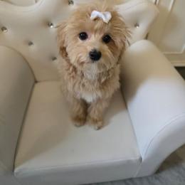 Mina - Apricot female Maltipoo puppy in Washington from Mt.BakerPoodles&Doodles