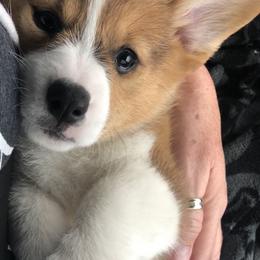 Pembroke Welsh Corgi Puppies from Shabby Chic Corgis