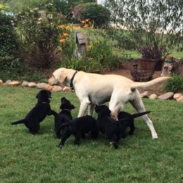 Labrador Retrievers from Southern Field Retrievers