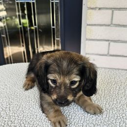 Girl 2 2500 - Cream female Dachshund puppy in Sarasota County, Florida from Donna's Mini Joys