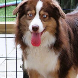 Rhinestone - Miniature Australian Shepherd