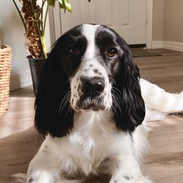 Miwa - English Springer Spaniel