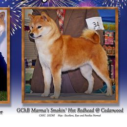 Ember - Shiba Inu