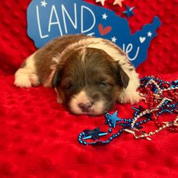 Liberty - Blue female Pembroke Welsh Corgi puppy in Hotchkiss, Colorado from Grand Mesa Corgis