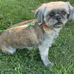 Winnie - Shih Tzu