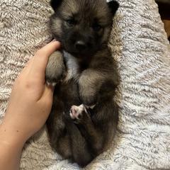 Yoshi - Black gray agouti male Tamaskan puppy in Kansas City, Missouri from Little Bear Tamaskans