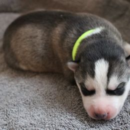 Keilir - Siberian Husky puppy in Harrison County, Ohio from Solstice Siberians