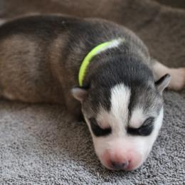 Keilir - Siberian Husky puppy in Harrison County, Ohio from Solstice Siberians