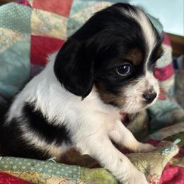 Neville Longbottom - Tri-color male Cavapoo puppy in Battle Lake, Minnesota from Panda Puppies