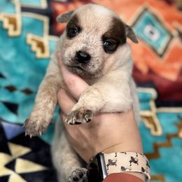 Australian Cattle Dog Puppies from Hangin R Kennels