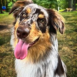 Australian Shepherd All Grown Up from S.I. Aussie