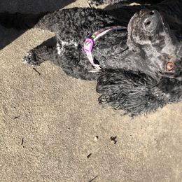 Poodles from Shimmyrlea Standard Poodles