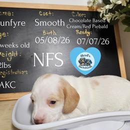 Sunfyre - Piebald male Dachshund puppy in Hoquiam, Washington from Heyd's Mini Dachshunds