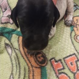Boy 2 - Black roan male German Shorthaired Pointer puppy in Marble, Florida from Dancin' German Shorthaired Pointer's
