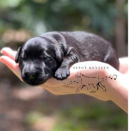 Webster - Black male Giant Schnauzer puppy in Lithia, Florida from Elegy Kennels