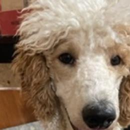 Muffin - Poodle