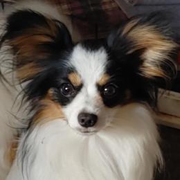 Flynn - Papillon