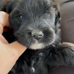 Rowan - Black female Whoodle puppy in Rising Sun, Indiana from Ruby Lane Doodles