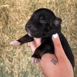 Bandit AKC - Black tri-color male Australian Shepherd puppy in Polk City, Florida from Skaky Shepherds