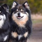 Australian Shepherds and Finnish Lapphunds from Midnight Island
