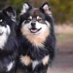 Australian Shepherds and Finnish Lapphunds from Midnight Island