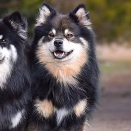 Australian Shepherds and Finnish Lapphunds from Midnight Island