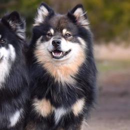 Australian Shepherds and Finnish Lapphunds from Midnight Island