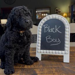 Solid Black Boy - Black male Goldendoodle puppy in Jasper, Georgia from Owen Doodles