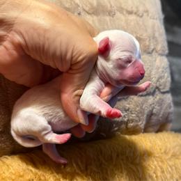 Aldo - Cream male Chihuahua puppy in Summerfield, Florida from Uey’s Chihuahuas