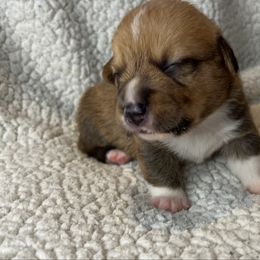 BB boy 2 - White and red male Pembroke Welsh Corgi puppy in Dickinson, Texas from Gulf Coast Corgis