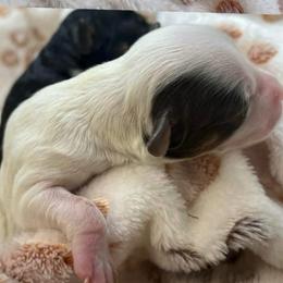 Roxie - Parti female Goldendoodle puppy in Boaz, Alabama from Doodles All Day