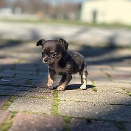 Mabel - Blue and white female Chihuahua puppy in Beckemeyer, Illinois from Guardian’s of the Chihuahuas