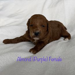 Girl 3 - female Goldendoodle puppy in De Pere, Wisconsin from Kinzor Kennels