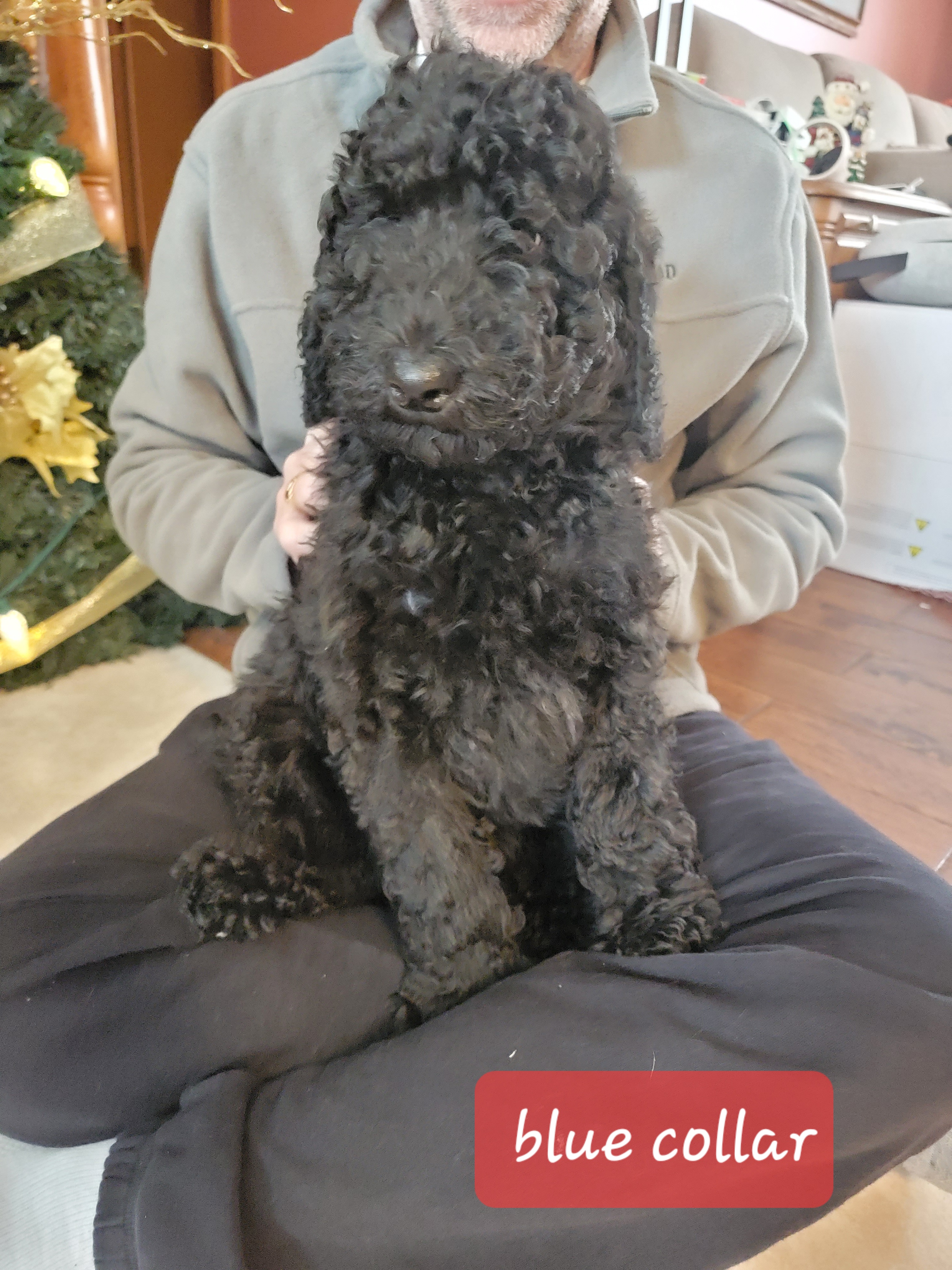 Poodles from Harriette & Ozzy's Poodle Pups