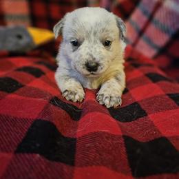 Bata - Blue mottled female Australian Cattle Dog puppy in Sneedville, Tennessee from JoAnn's Australian Cattle Dogs