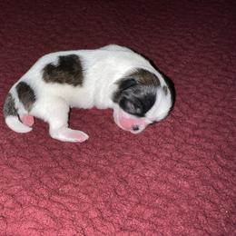 Shih Tzu Puppies from Lavender Lane Tzus