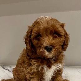 Cavapoo and Whoodle Puppies from Perfect Pawzabilities
