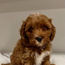 Cavapoo and Whoodle Puppies from Perfect Pawzabilities
