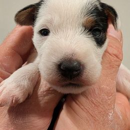 Tulia - Tri-colored female Parson Russell Terrier puppy in Whitehall, Montana from Montana Jacks