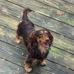 AKC Love - Chocolate and tan female Dachshund puppy in Christiansburg, Virginia from Little Legs Luxury Dachshunds LLC