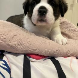 Light blue collar boy - Red and white male Saint Bernard puppy in New Sharon, Maine from Kimball Pond  Saint Bernards