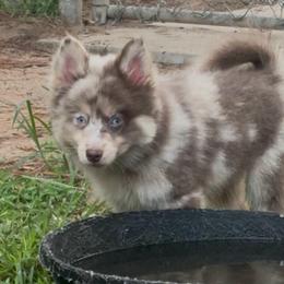 Coco - Merle female Pomsky puppy in Spring Hill, Florida from PDQ Pomskies